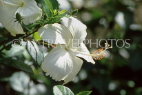 DOMINICAN REPUBLIC, North Coast, white Hibiscus flower, DR410JPL