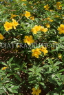 DOMINICAN REPUBLIC, North Coast, yellow Allamanda flowers, DR446JPL