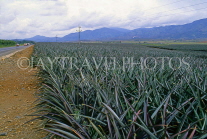 DOMINICAN REPUBLIC, Pineapple plantation, along country road, DR343JPL