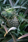DOMINICAN REPUBLIC, Pineapple plantation, fruit and plant, DR198JPL