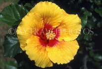DOMINICAN REPUBLIC, Puerto Plata, yellow Hibiscus flower, DR200JPL