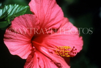 DOMINICAN REPUBLIC, Santo Domingo, deep pink Hibiscus flower, closeup, DR352JPL