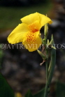 DOMINICAN REPUBLIC, Santo Domingo, yellow Canna flower, DR354JPL