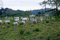 DOMINICAN REPUBLIC, Zebus cattle, grazing, rural scene, DR117JPL