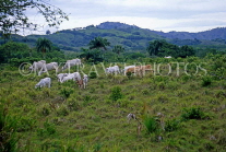 DOMINICAN REPUBLIC, Zebus cattle grazing, rural scene, DR293JPL