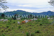 DOMINICAN REPUBLIC, Zebus cattle grazing, rural scene, DR436JPL
