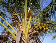 DOMINICAN REPUBLIC, coconut tree and young fruit, DR351JPL