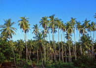DOMINICAN REPUBLIC, countryside, Coconut trees, DR383JPL