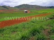 DOMINICAN REPUBLIC, countryside, cultivated land and small hut, DR246JPL
