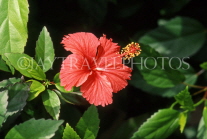 DOMINICAN REPUBLIC, countryside, red Hibiscus flower, DR356JPL