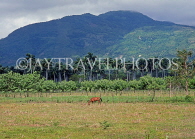 DOMINICAN REPUBLIC, countryside scenery, and horse, DR386JPL