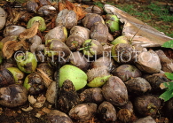 DOMINICAN REPUBLIC, harvested coconuts, ready for husking, DR399JPL