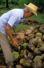 DOMINICAN REPUBLIC, man husking coconut (traditional way, using spike in ground), DR106JPL