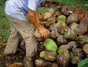 DOMINICAN REPUBLIC, man husking coconut (traditional way, using spike in ground), DR350JPL