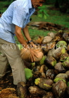 DOMINICAN REPUBLIC, man husking coconut (traditional way, using spike in ground), DR404JPL