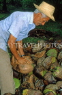 DOMINICAN REPUBLIC, man husking coconut (traditional way, using spike in ground), DR457JPL