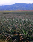 DOMINICAN REPUBLIC, pineapple plantation, DR130JPL