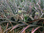DOMINICAN REPUBLIC, pineapple plantation, fruit and plant, DR 197JPL
