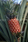 DOMINICAN REPUBLIC, pineapple plantation, young fruit, DR118JPL