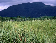 DOMINICAN REPUBLIC, sugar cane fields, DR129JPL
