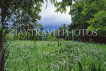 DOMINICAN REPUBLIC, sugar cane fields, DR415JPL