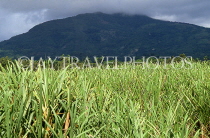 DOMINICAN REPUBLIC, sugar cane fields, DR420JPL