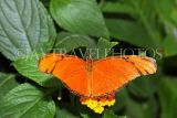 ECUADOR, Longwing Butterfly, ECU175JPL