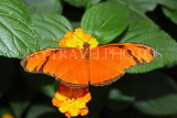 ECUADOR, Longwing Butterfly, ECU176JPL