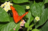 ECUADOR, Longwing Butterfly, ECU177JPL