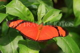 ECUADOR, Longwing Butterfly, ECU179JPL