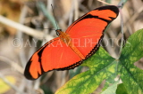 ECUADOR, Longwing Butterfly, ECU180JPL