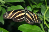 ECUADOR, Zebra Longwing Butterfly, ECU156JPL