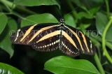 ECUADOR, Zebra Longwing Butterfly, ECU157JPL