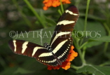 ECUADOR, Zebra Longwing Butterfly, ECU158JPL