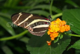 ECUADOR, Zebra Longwing Butterfly, ECU159JPL