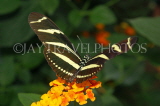 ECUADOR, Zebra Longwing Butterfly, ECU160JPL