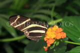 ECUADOR, Zebra Longwing Butterfly, ECU178JPL