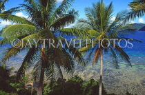 FIJI, Mamanuca Islands, Matamanoa Island, sea view through coconut trees, FIJ975JPL
