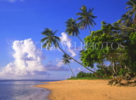 FIJI, Taveuni, Matagi (Matangi) Island, beach and coconut trees, FIJ574JPL