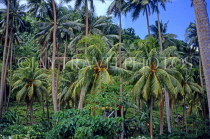 FIJI, Taveuni, Matagi (Matangi) Island, coconut plantation, FIJ678JPL
