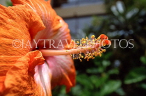 FIJI, Viti Levu, Hibiscus flower (orange colour), closeup, FIJ934JPL