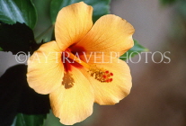 FIJI, Viti Levu, Hibiscus flower (yellow colour), FIJ939JPL