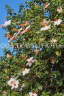 FIJI, Viti Levu, Hibiscus flowers, FIJ940JPL