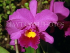 FIJI, Viti Levu, Nadi, Garden of the Sleeping Giant, Cattleya Orchid, FIJ711JPL