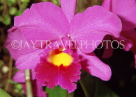 FIJI, Viti Levu, Nadi, Garden of the Sleeping Giant, Cattleya Orchid, FIJ782JPL
