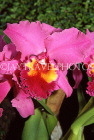 FIJI, Viti Levu, Nadi, Garden of the Sleeping Giant, Cattleya Orchid, FIJ950JPL