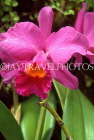 FIJI, Viti Levu, Nadi, Garden of the Sleeping Giant, Cattleya Orchid, FIJ955JPL