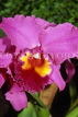 FIJI, Viti Levu, Nadi, Garden of the Sleeping Giant, Cattleya Orchid, FIJJPL