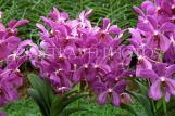 FIJI, Viti Levu, Nadi, Garden of the Sleeping Giant, Orchids, FIJ702JPL