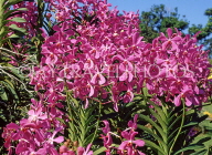 FIJI, Viti Levu, Nadi, Garden of the Sleeping Giant, Orchids, FIJ925JPL